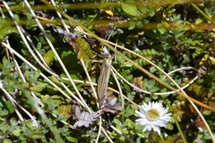Asaphodes