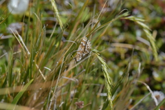 Asaphodes clarata