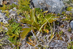 Aciphylla similis