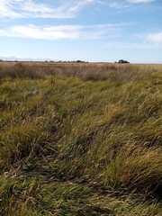 Carex sinclairii