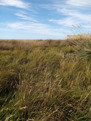 Carex sinclairii