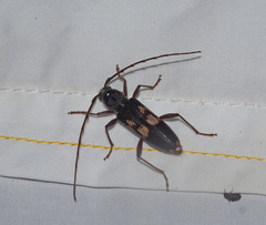 Phoracantha punctata