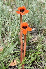 Phelypaea coccinea