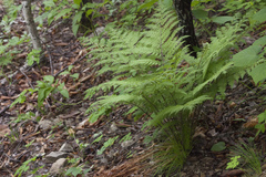 Athyrium rubripes
