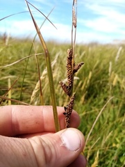 Carex sinclairii
