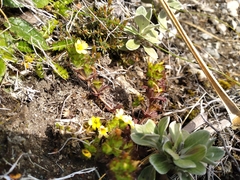 Euphrasia cockayneana