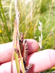 Carex sinclairii