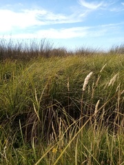 Carex sinclairii