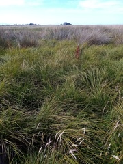 Carex sinclairii