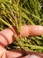 Carex sinclairii
