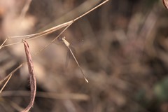 Lestes viridulus