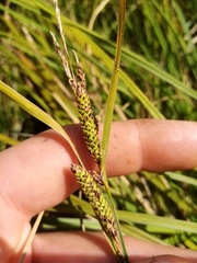 Carex sinclairii