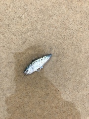 Scomberoides