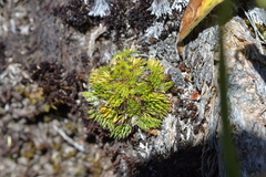 Anisotome imbricata prostrata