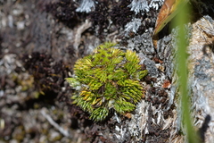 Anisotome imbricata prostrata