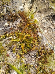 Aciphylla similis