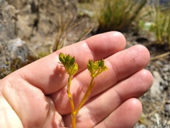 Aciphylla similis