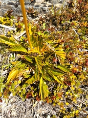 Aciphylla similis