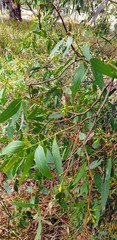 Eucalyptus leucoxylon leucoxylon