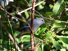 Thraupis sayaca