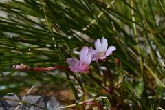 Epilobium macropus