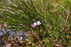 Epilobium macropus
