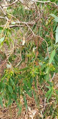 Eucalyptus leucoxylon leucoxylon