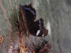 Kaniska canace nojaponicum