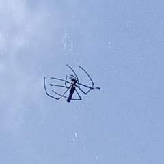 Nephila pilipes