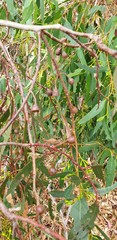 Eucalyptus leucoxylon leucoxylon