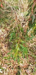 Eucalyptus leucoxylon leucoxylon