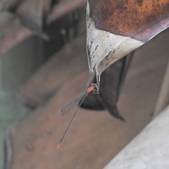 Teinobasis rufithorax