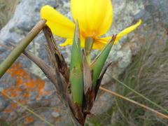 Bobartia longicyma