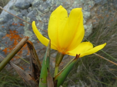 Bobartia longicyma