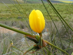 Bobartia longicyma