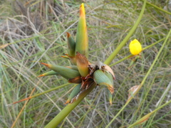 Bobartia longicyma