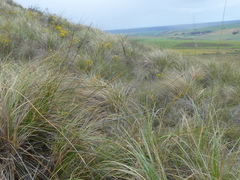 Bobartia longicyma