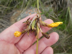 Bobartia longicyma