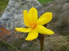 Bobartia longicyma