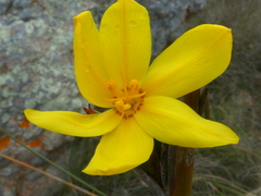 Bobartia longicyma
