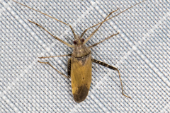 Phytocoris planituberis