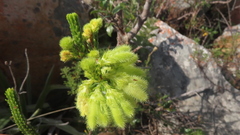 Erica sparrmanni