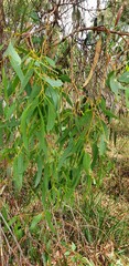 Eucalyptus leucoxylon leucoxylon