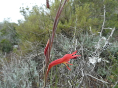 Gladiolus vandermerwei