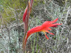 Gladiolus vandermerwei