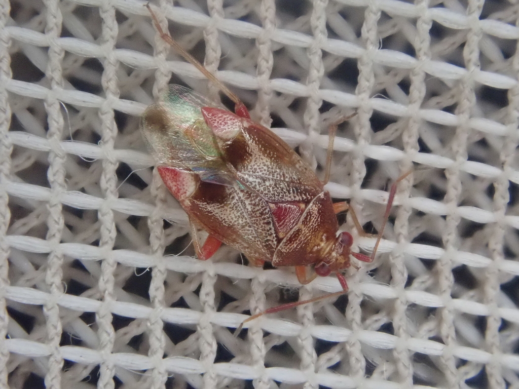 Romna nigrovenosa