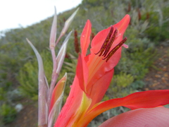 Gladiolus vandermerwei
