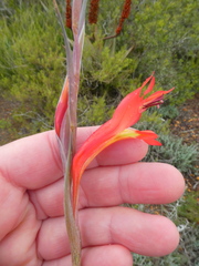 Gladiolus vandermerwei