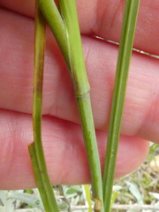 Gladiolus vandermerwei