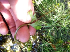 Ranunculus macropus